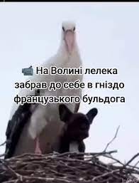 Фейк. У Волинській області лелека приніс французького бульдога до себе у гніздо.